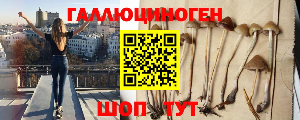 Псилоцибиновые грибы GOLDEN TEACHER Можга